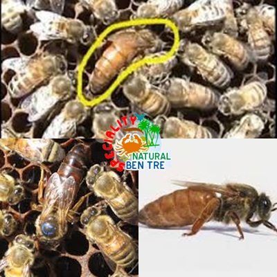 Mật ong ruồi, công dụng của mật ong ruồi, mật ong ruồi nguyên chất, mật ong ruồi cho sức khỏe, mật ong ruồi cho làm đẹp, mua mật ong ruồi nguyên chất ở đâu, mật ong ruồi chữa bệnh, Mat ong ruoi, 32