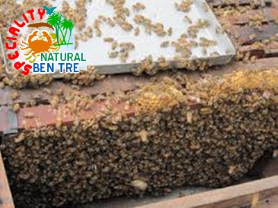 Mật ong ruồi, công dụng của mật ong ruồi, mật ong ruồi nguyên chất, mật ong ruồi cho sức khỏe, mật ong ruồi cho làm đẹp, mua mật ong ruồi nguyên chất ở đâu, mật ong ruồi chữa bệnh, Mat ong ruoi, 33