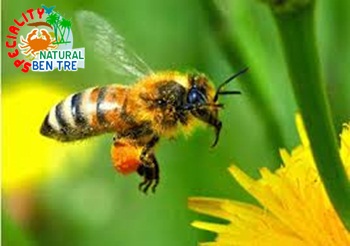 Mật ong ruồi, công dụng của mật ong ruồi, mật ong ruồi nguyên chất, mật ong ruồi cho sức khỏe, mật ong ruồi cho làm đẹp, mua mật ong ruồi nguyên chất ở đâu, mật ong ruồi chữa bệnh, Mat ong ruoi, 34