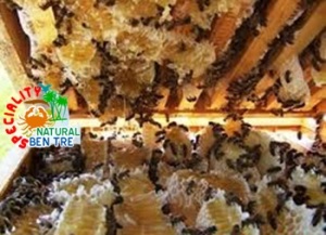 Mật ong ruồi, công dụng của mật ong ruồi, mật ong ruồi nguyên chất, mật ong ruồi cho sức khỏe, mật ong ruồi cho làm đẹp, mua mật ong ruồi nguyên chất ở đâu, mật ong ruồi chữa bệnh, Mat ong ruoi, 35