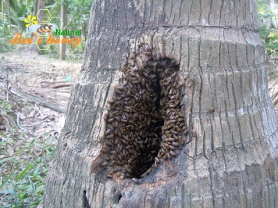 Mật ong ruồi, công dụng của mật ong ruồi, mật ong ruồi nguyên chất, mật ong ruồi cho sức khỏe, mật ong ruồi cho làm đẹp, mua mật ong ruồi nguyên chất ở đâu, mật ong ruồi chữa bệnh, Mat ong ruoi, 10
